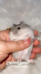  14 Baby Hamster female one month,7days