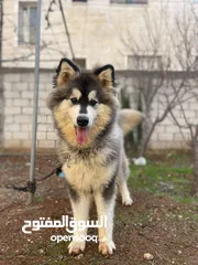  1 كلب هاسكي مالموت للبيع عمر سنة