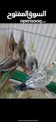  1 طيور كوكتيل مخاليف للبيع سعر الحبه 15 دينار