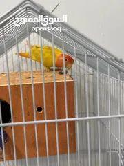  3 Parrots 2 pairs