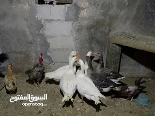  1 متاح طقم وز 6 حبات شغالات كفالة