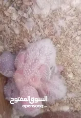  1 فراخ روز للزق باليد و البينو غير هدد 25.. اقرأ الوصف لو سمحت وطيره كنار