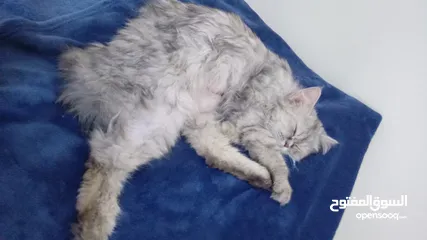  1 قط شيرازي  حامل