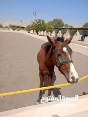  5 الخيل شجاع