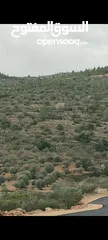  1 قطعة ارض حوض شعب سنان