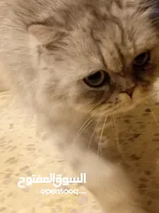 13 قطه هملايا انثى