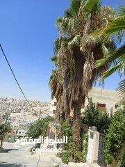  2 شجر نخيل زينه