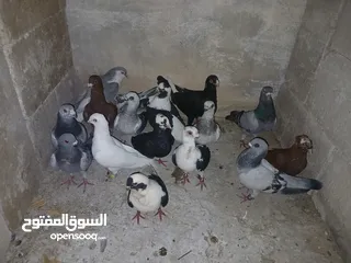  27 كوم كامل للبيع  دينارين ونص الحبه زق وكش الفحول كلها كش