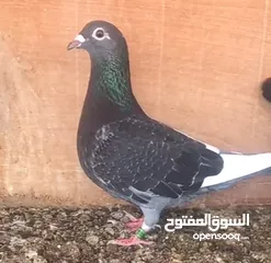  7 زاجل سباق أجواز منتجة وطبات جاهزة أبطال الابطالTob طيور نخبة تصليح وفوز من هواه أبطال المملكة للزاجل