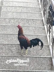  2 ديج عربي ب17