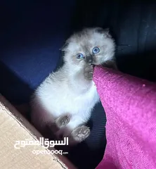  1 حيوانات لبيع
