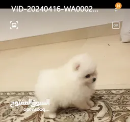  4 Pomeranian mini 2 white male