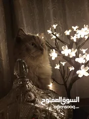  4 قطتين هملايا للتبني مجاناً شرط تقوى الله بهذه المخلوقات