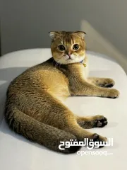  7 للتزاوج فقط