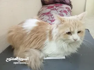  3 Cute Persian cat female