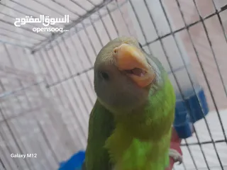  3 فرخ ببغاء اليف بالم هد دره