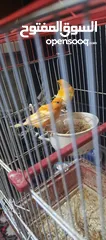  2 كنار بصلاه عالنبي