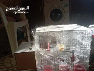  11 طيور حب كلفوني 30 دينار