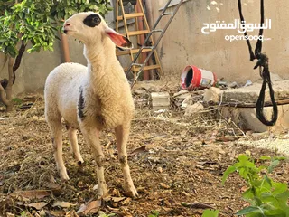 2 خروف نخب النخب