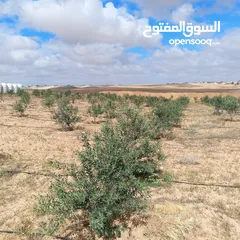  8 ارض للبيع  في الجميل أم رصاص    دنوم 8بسعر مغري