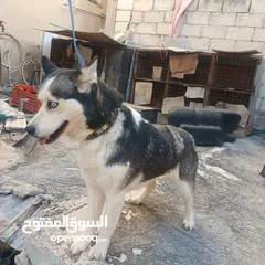  2 اناثي هاسكي