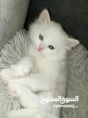  1 قطة شيرازي بيور للبيع بسعر نغرب