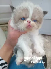  11 كيتن هملايا راغدول