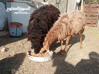  1 جعد عمانيات اصل اصل الحجم الكبير