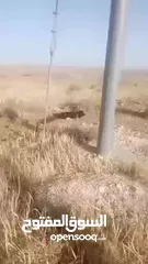  12 قطعه ارض مرتفعه ومطله منطقة شاليهات شرق جرش منطقة حميد  70 دنم سعر مغري جدا تصليح لمشروع استثماري