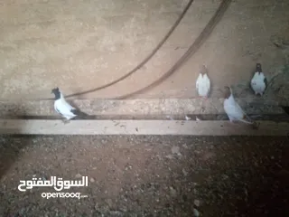  5 حمام نوع ارباش اذا بدك بلدي موجود اذا بدك امبندق موجود