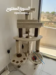  1 Cat Playing Towers