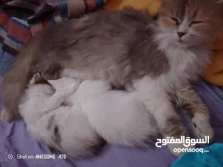  7 قصه سكره و لوزه أنقذت امهم (ببلي) من شارع لما أهلها ىموها وهيا حامل ولدت عندي وكبرو ولادها عندي