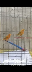  2 جوز مشامشه صلاة النبي عليهم