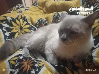  1 قطط سيامي البيع بسعر التربية فقط