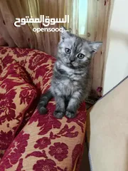  2 متاح كتن مكس سكوتش ستريت هيمالايا عمر ثلاث اشهر انثى بسعر رمزي 10 دنانير فقط