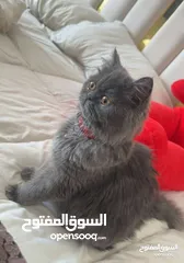  1 قطه سكوتس انثى