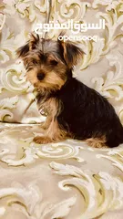  8 Yorkshire Terrier , 3 months old