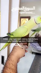  4 Indian ringneck talking and tamed male