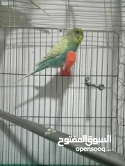  2 جوز حب بادجي للبيع