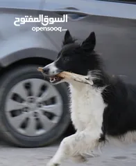  14 Border collie لاول مرة في الاردن