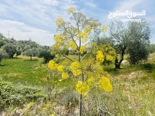  2 960 م شارع الستين