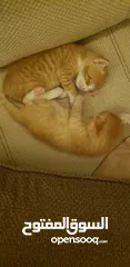  4 قطط للتبني