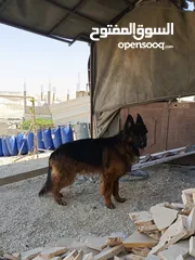  1 جيرمن شيبرد فل كلر مواصفات