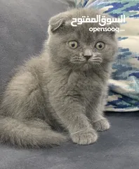  14 قطط سكوتش فولد وستريت  اقل سعر لهاد النوع للجادين فقط