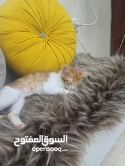  1 2 قطط ذكور للتبني