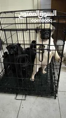  2 Pug Puppies Dubai-UAE