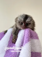 1 قرد مارموسيت جميل