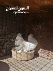  1 فحلين فحل هزاز الماني وفحل قلاب للبيع