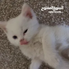  4 قطط سكوتش و شيرازي سكوتش فولد لعب