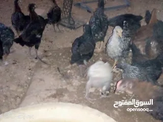  8 فراخ للبيع